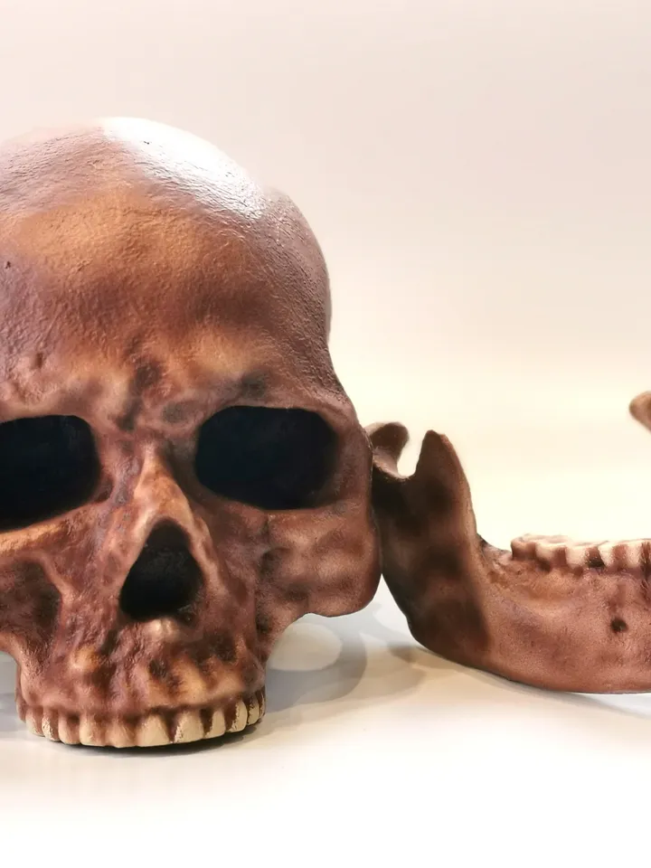 Homo Sapiens Cro-Magnon Skull Replica, Prehistoric Fossil Collection, Realistic Hominid Skull, Museum Quality