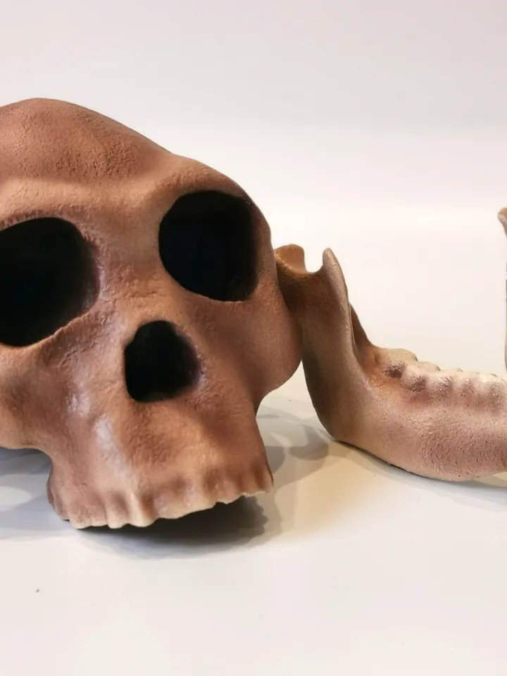 Homo Habilis Skull Replica, Prehistoric Fossil Collection, Realistic Hominid Skull