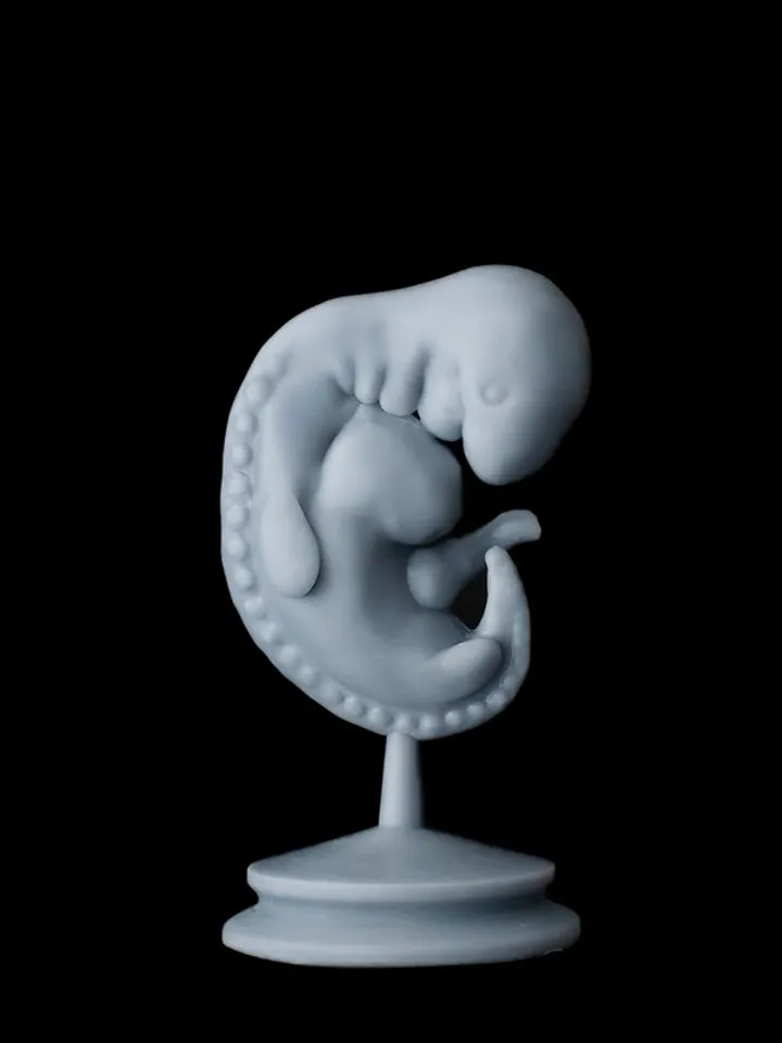 Embryo 4 weeks, 3D print $11.00 | Buy online with delivery