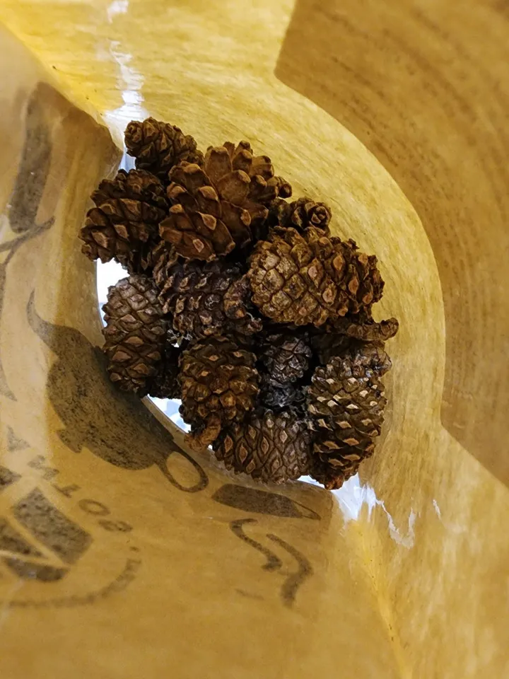 Pine cones useful additive to tea, coniferous aroma