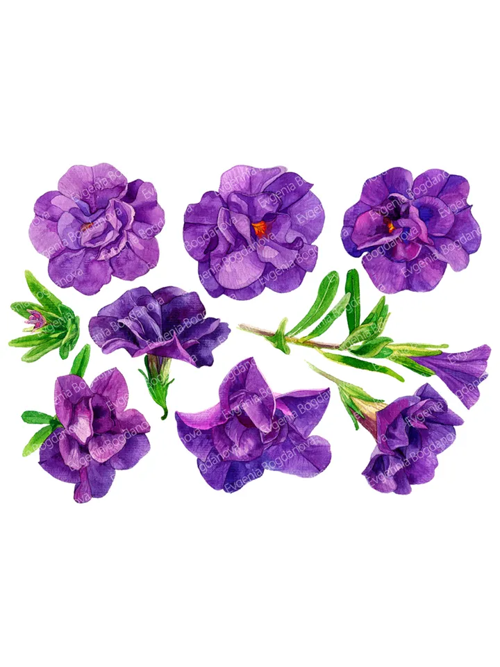 Watercolor botanical clipart, Calibrahoa flowers, 9 Digital files PNG on transparent background, Flower clipart for design, Purple flowers