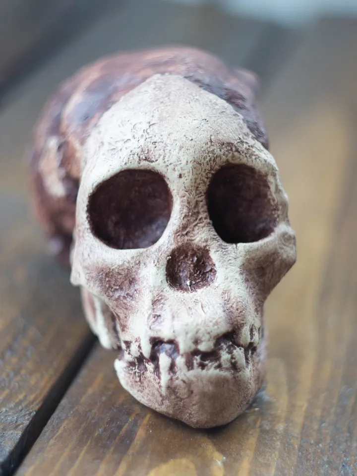 Taung Child Australopithecus Africanus Skull Replica, Prehistoric Fossil Collection, Realistic Hominid Skull, Museum Quality