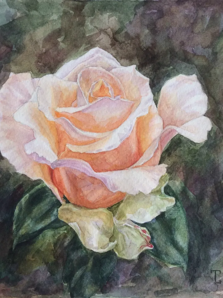 "Peach Rose" Flower Original Wall Art Painting Watercolor Artwork, 17x17cm.