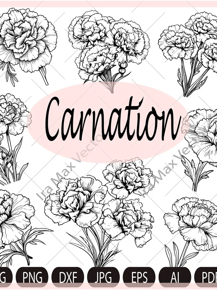 Carnation Flower SVG,Carnations svg,Carnation Hand drawn,carnation Files For Silhouette,Bouquet carnations svg,Carnations svg,Carnation png