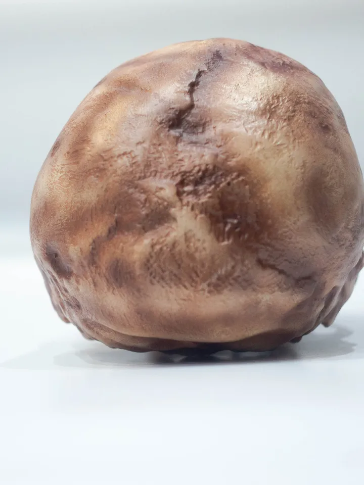 Homo Neanderthal La Ferrasie 1 Skull Replica, Prehistoric Fossil Collection, Realistic Hominid Skull, Museum Quality