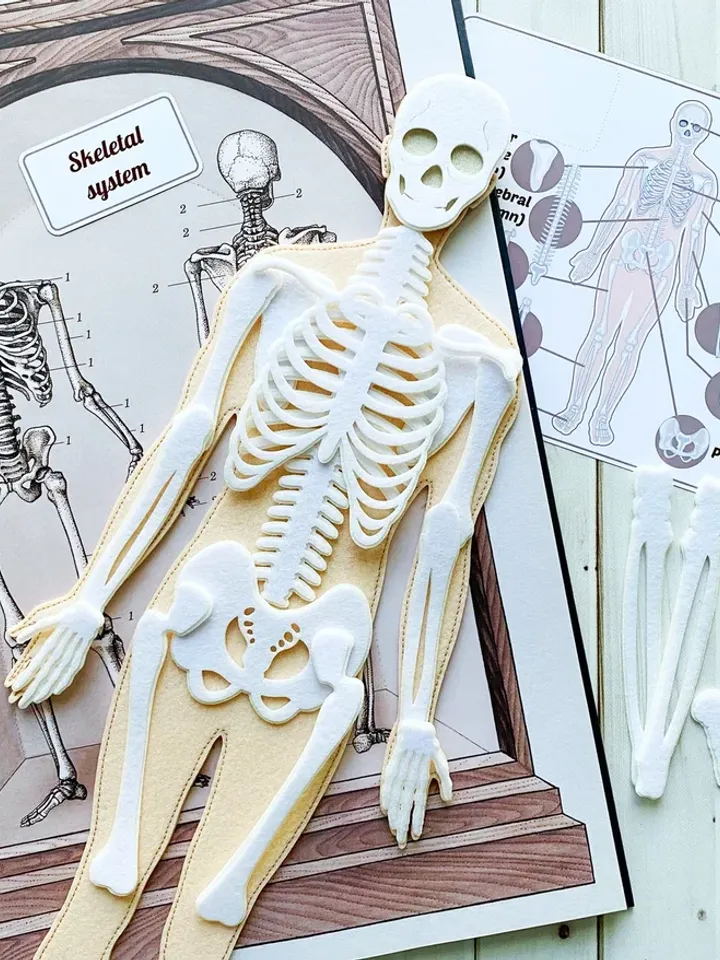 Anatomy board, FULL SET (skeleton and organs),Small Human Anatomy, Medical Human body, Montessori science play set