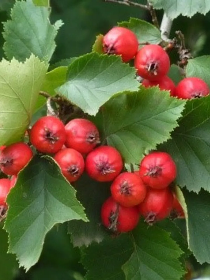 Hawthorn Forest Dried, 1000gr.(35.27oz)