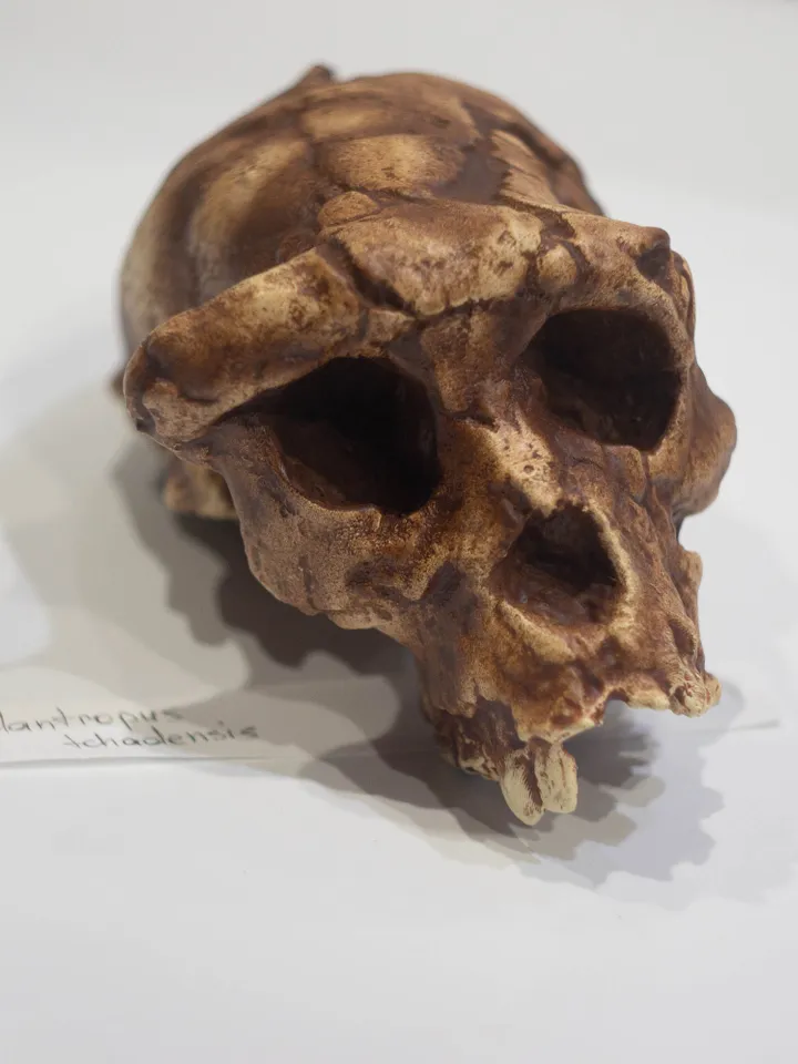 Sahelanthropus Tchadensis Skull Replica, Prehistoric Fossil Collection, Realistic Hominid Skull, Museum Quality