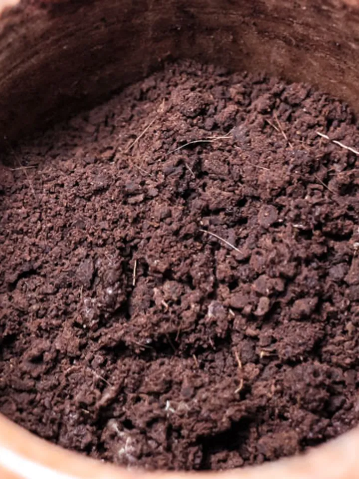 Musk musk deer (pure) 1 gram