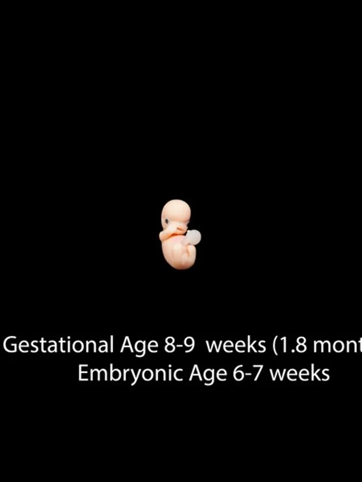 Set of 4 pcs, 1st trimester of pregnancy, figurines of intrauterine embryos,