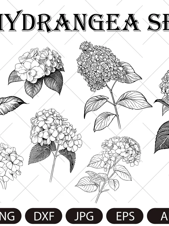 Hydrangea SVG, Hydrangea PNG , Vintage Botanical Line Art, Clip Art, sublimation, Logo Design, Engraving
