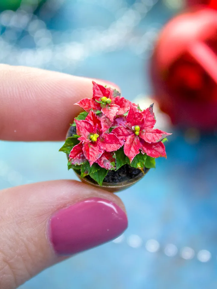 Miniature poinsettia in a ceramic pot 1