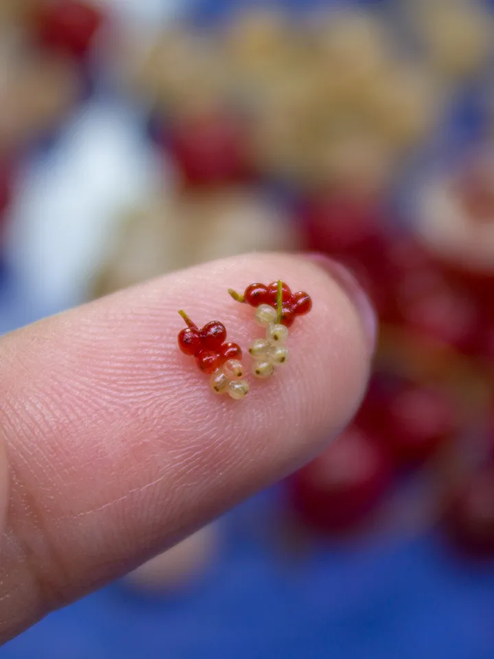 TUTORIAL Miniature red currants with polymer clay