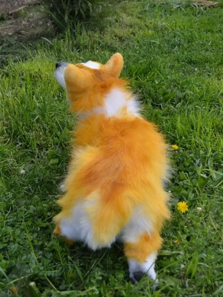 Corgi dog. Stuffed toy dog.