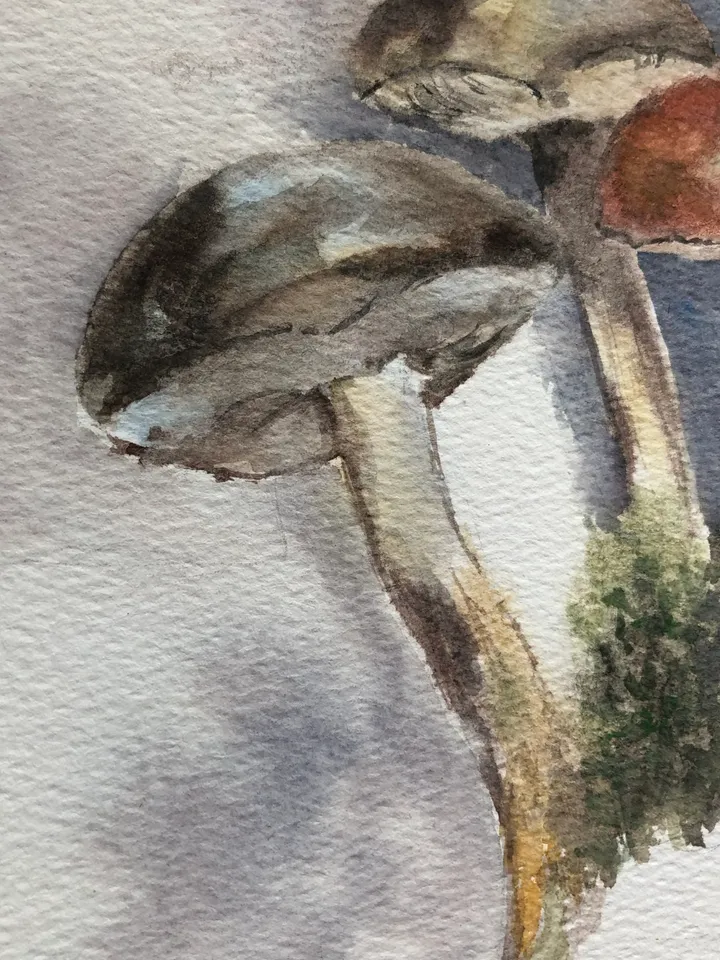 Mushrooms original watercolour painting hand painted modern painting wall art original artwork 8x11 inch