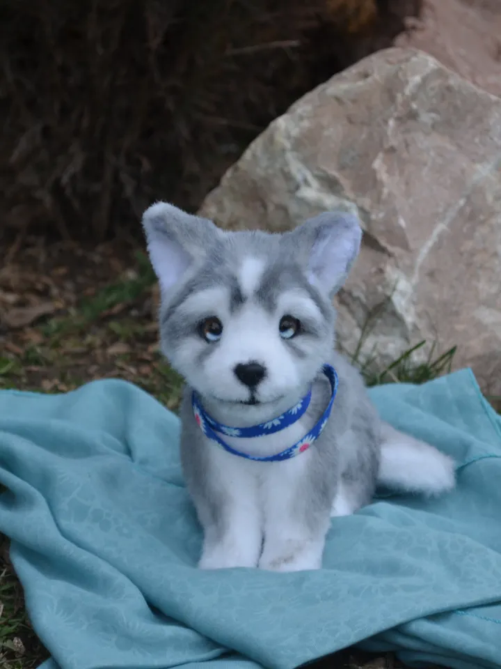 Husky puppy