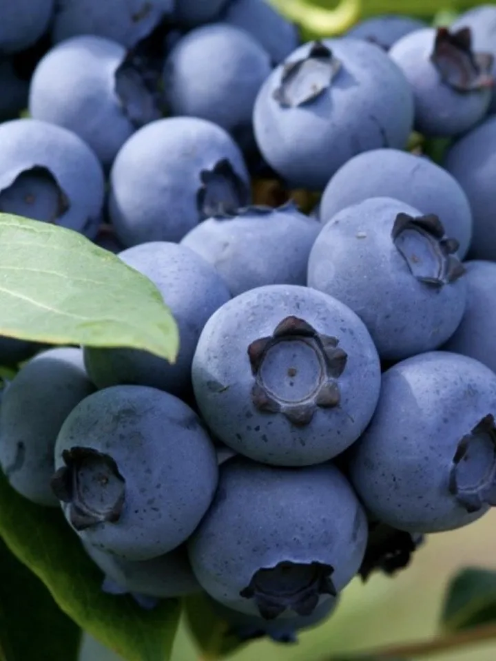 Dried Blueberries, 1000gr.(35.27oz)
