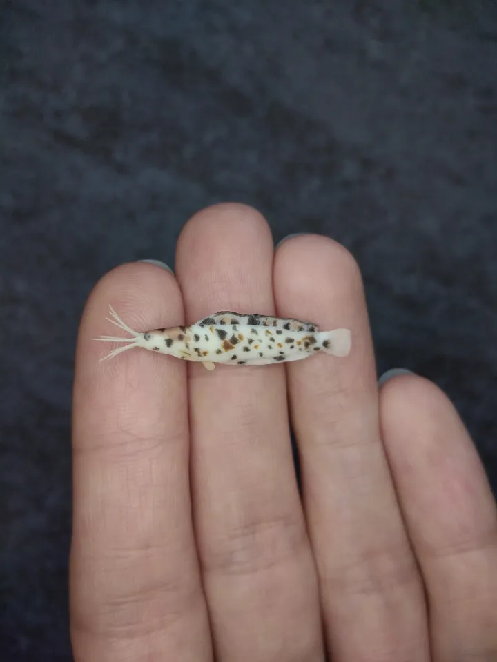 Set of miniature aquarium fish 25 pcs, tiny fish for diorama, dollhouse or resin art