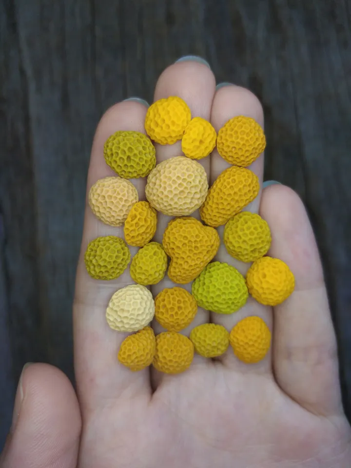 Set of miniature corals shades of yellow, tiny corals for diorama, dollhouse or resin art