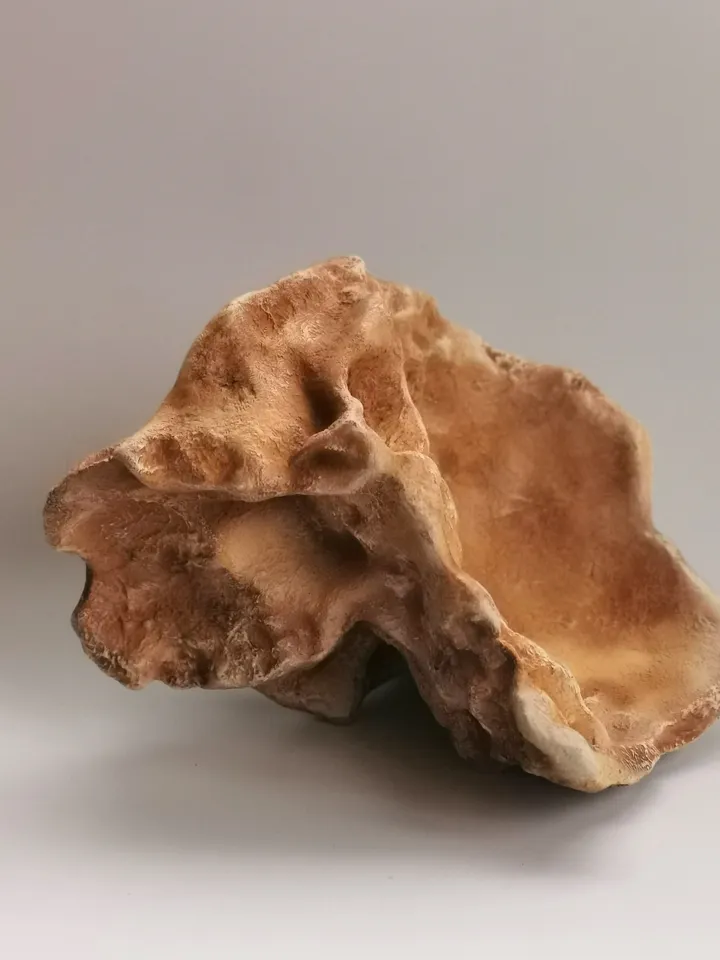 Homo Neanderthal from Gibraltar 1 Skull Replica, Prehistoric Fossil Collection, Realistic Hominid Skull, Museum Quality