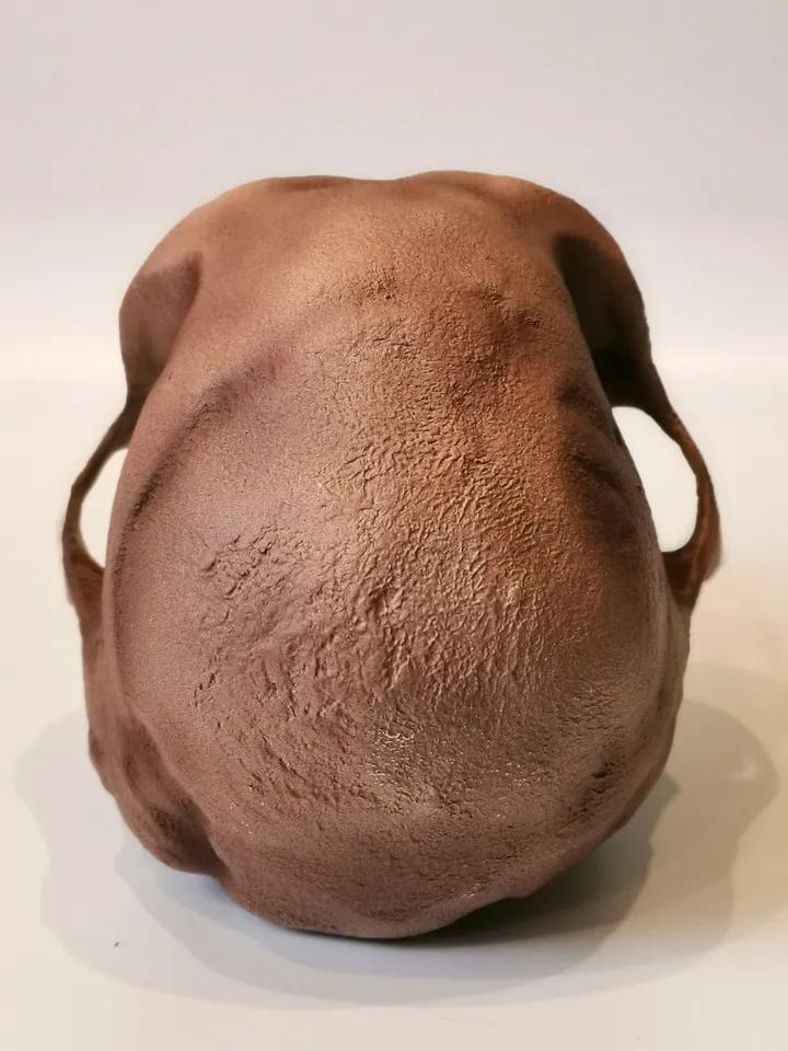 Homo Habilis Skull Replica, Prehistoric Fossil Collection, Realistic Hominid Skull