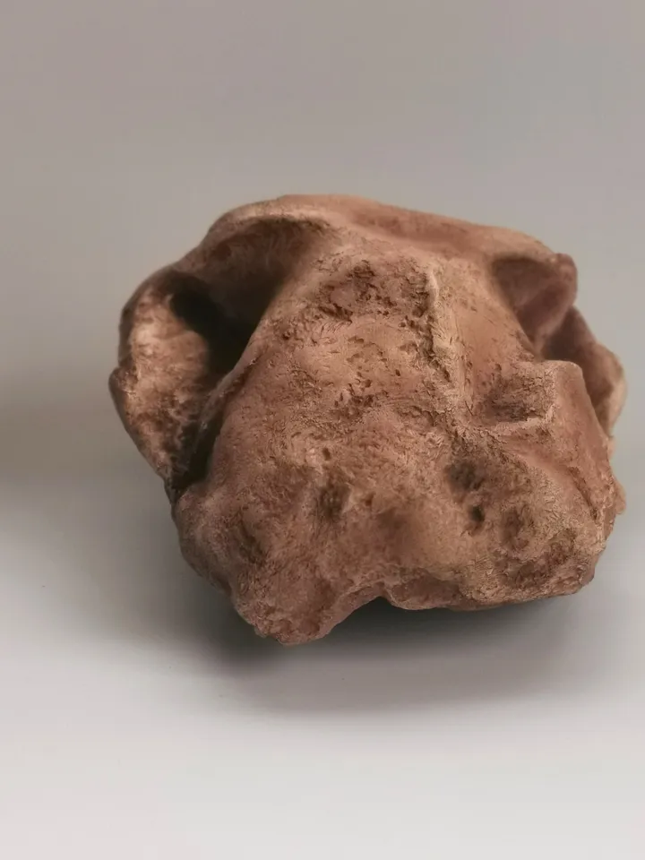 Paranthropus Robustus Swartkrans Skull Replica, Prehistoric Fossil Collection, Realistic Hominid Skull, Museum Quality