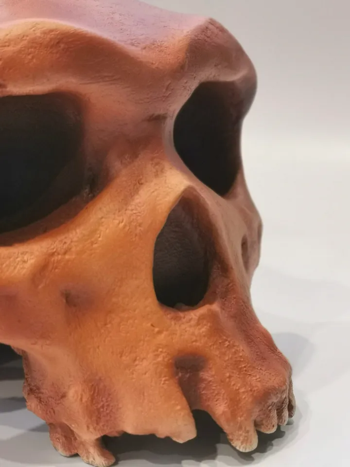 Homo Heidelbergensis Rhodesian Man Skull Replica, Prehistoric Fossil Collection, Realistic Hominid Skull, Museum Quality
