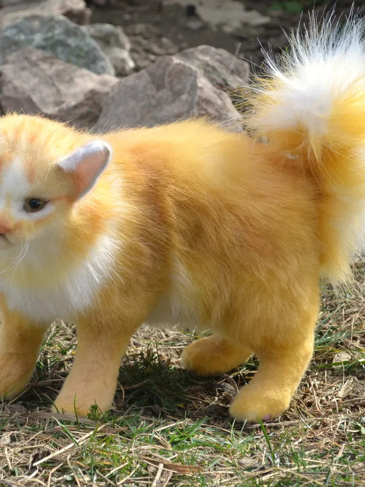 Cat Orange.