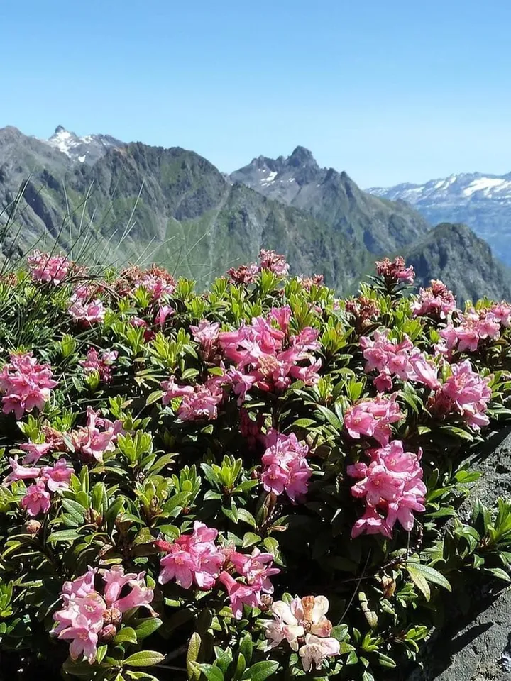 Sagan Dailya alpine Baikal Herbal Tea