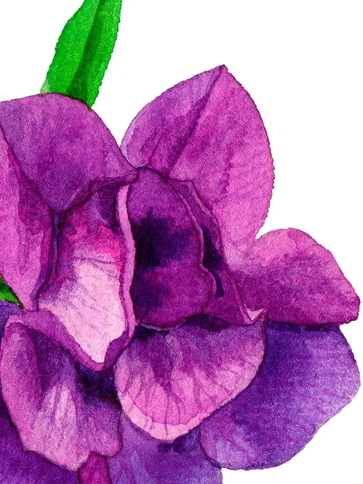 Watercolor botanical clipart, Calibrahoa flowers, 9 Digital files PNG on transparent background, Flower clipart for design, Purple flowers
