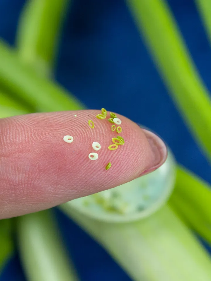 TUTORIAL Miniature green onion with polymer clay