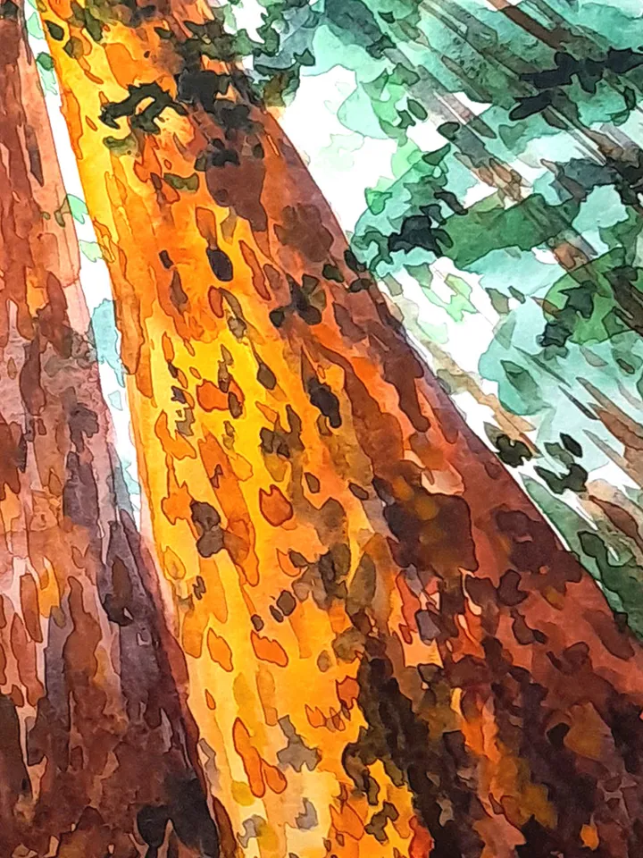 Redwood Painting Watercolor Original Art Sequoia Painting California Art 16 by 11 National Park Wall Art by TatianaArtShop