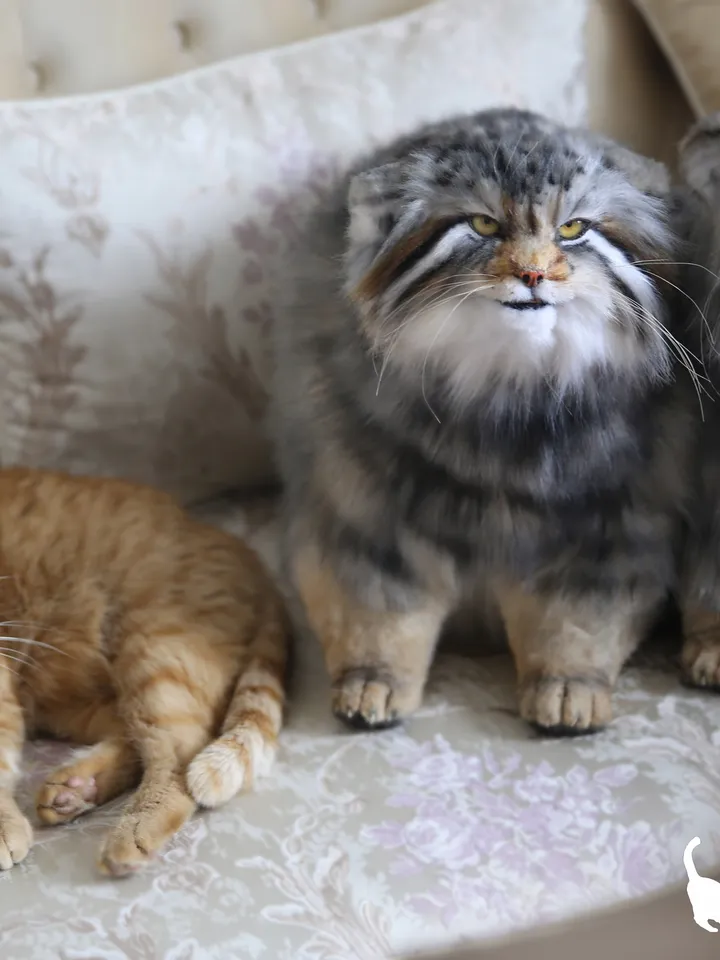 Pallas cat Nusha realistic plush animals. Ooak toy. Realistic manul stuffed toy (READY TO SHIP)