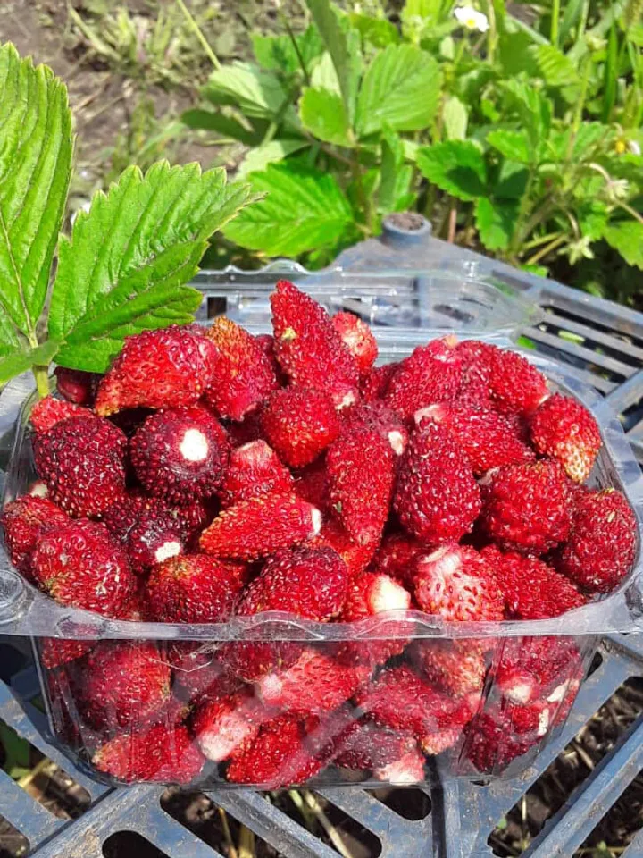 Dried Strawberries, 1000gr.(35.27oz)