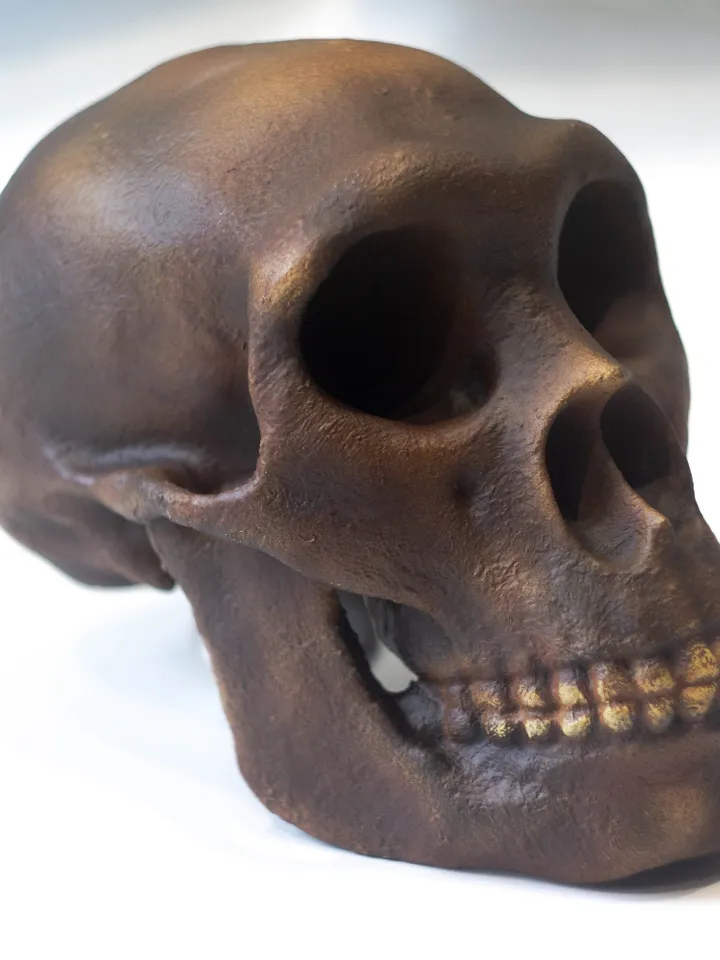 Homo Neanderthal from Spi Cave Skull Replica, Prehistoric Fossil Collection, Realistic Hominid Skull