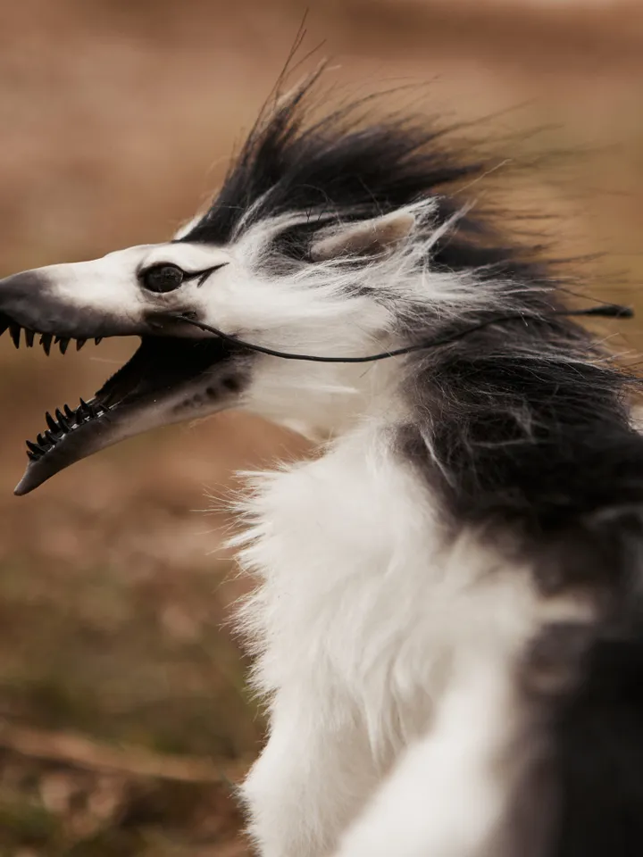 Black and white wolf