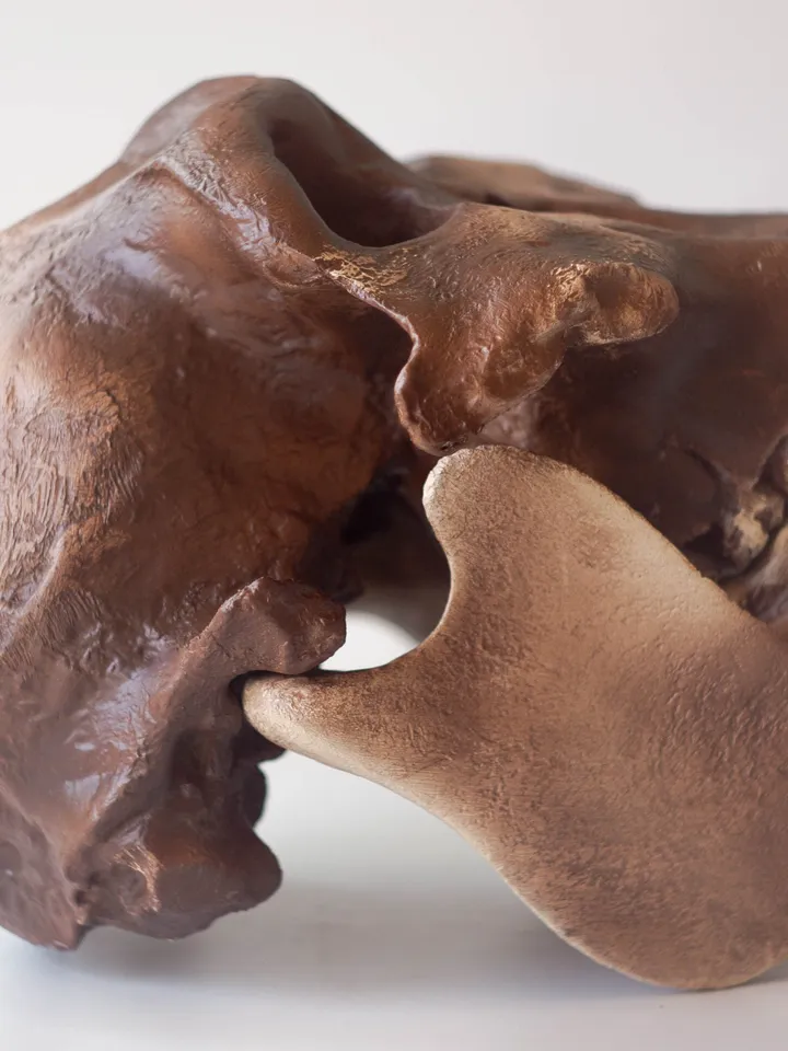 Australopithecus Boisei Skull Replica, Full-size 3d printed Hominid Skull, Museum Quality Anthropology Model, Real Fossil Scan