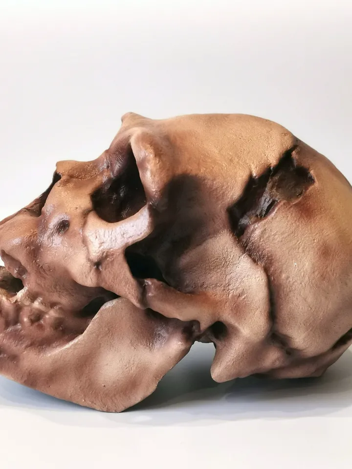 Homo Heidelbergensis Skull Replica, Prehistoric Fossil Collection, Realistic Hominid Skull, Museum Quality