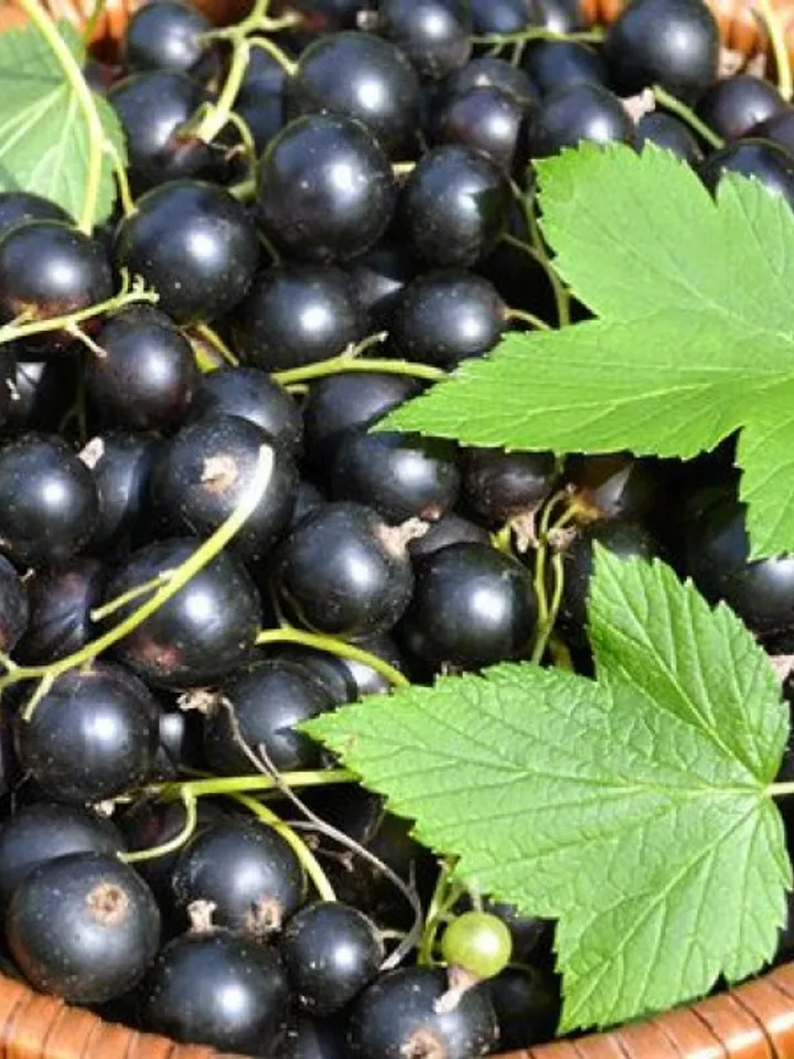 Dried Blackcurrant, 1000gr.(35.27oz)