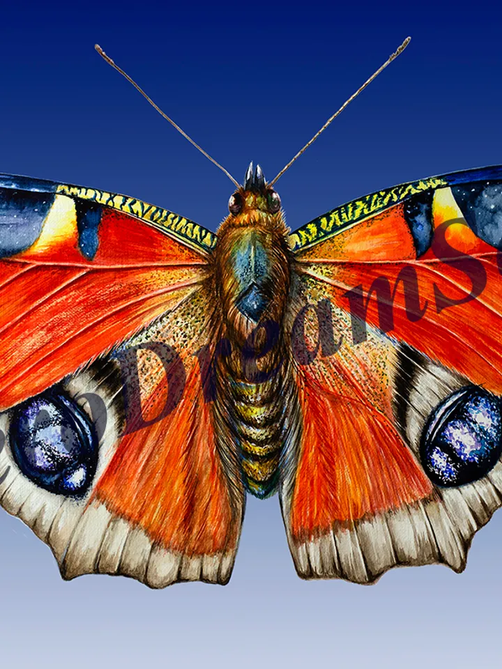 Butterfly Aglais io, effect eye