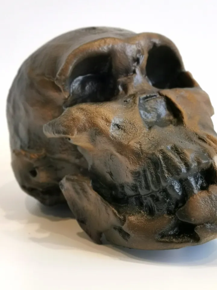 Homo Naledi NEO Skull Replica LES 1, Prehistoric Fossil Collection, Realistic Hominid Skull, Museum Quality