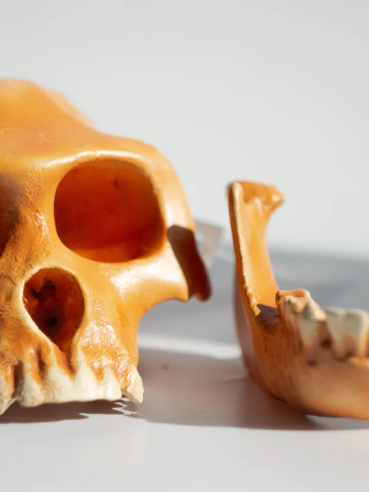 Ardipithecus Ramidus Skull Replica, Prehistoric Fossil Collection, Realistic Hominid Skull, Ardipithecus Ramidus Skull BH-039