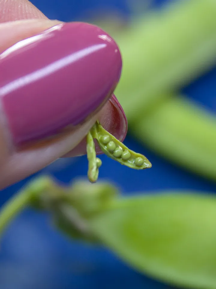 TUTORIAL Miniature peas with polymer clay
