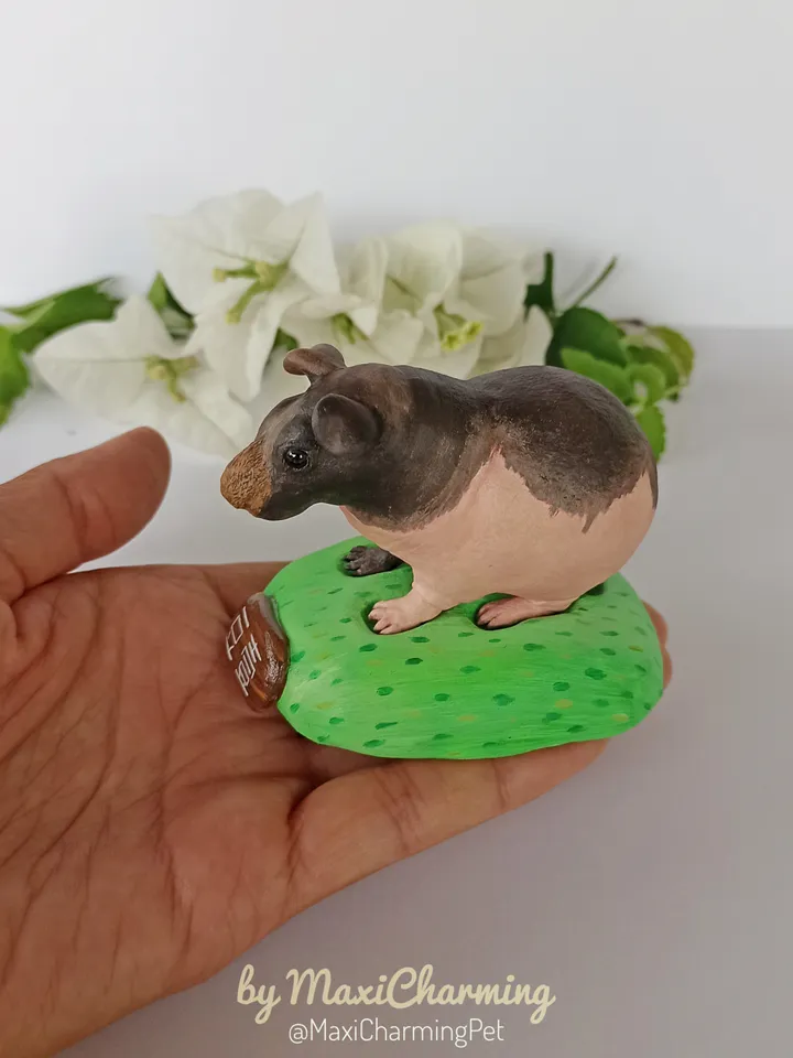 Custom Hairless skinny Guinea pig