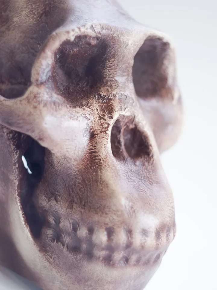 Australopithecus africanus Skull Replica, Prehistoric Fossil Collection, Realistic Hominid Skull, Museum Quality