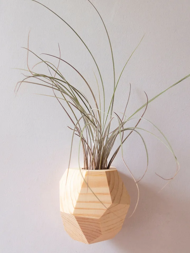 Set of 4 Hemlock Geometric Air Plant Holder