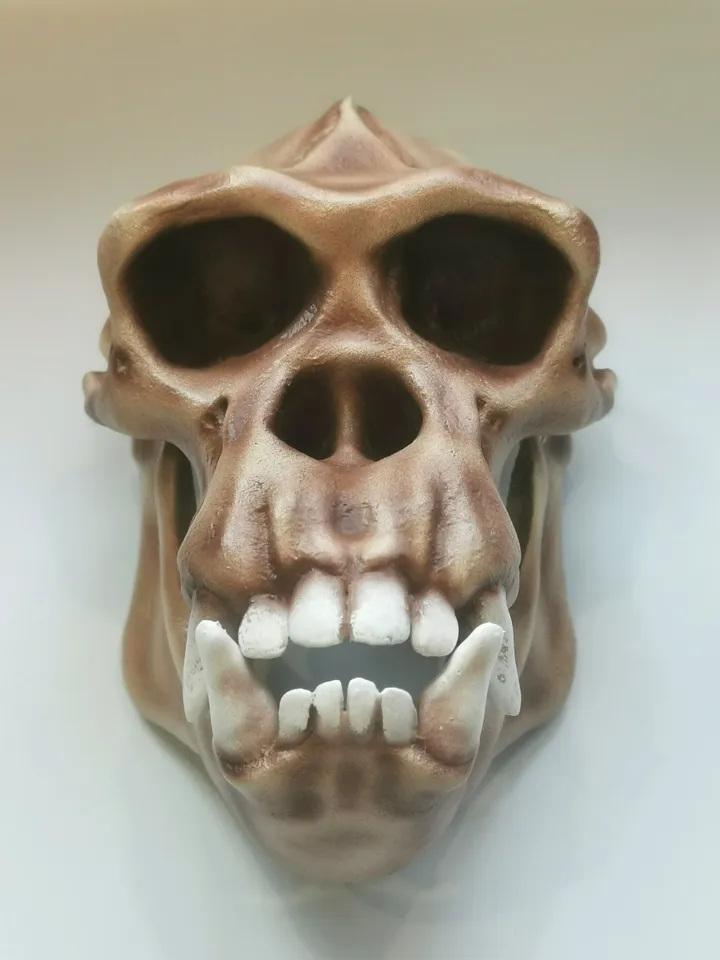 Chimpanzee Skull, Monkey Skull, Skull Replica, Museum Quality Anthropology Primate Model
