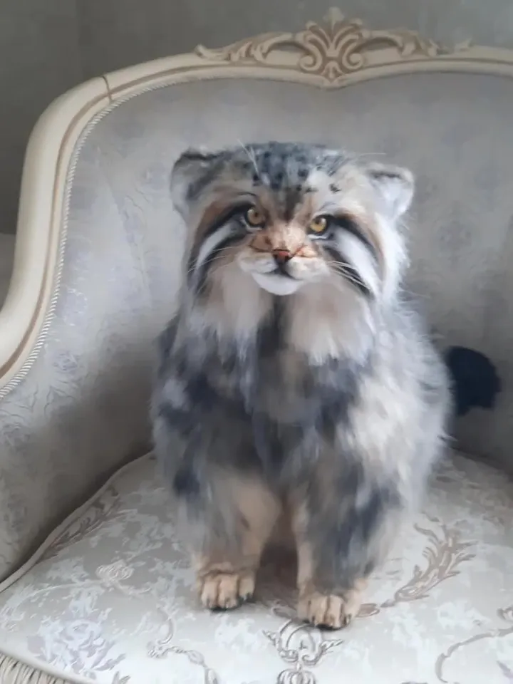 Pallas cat Nusha realistic plush animals. Ooak toy. Realistic manul stuffed toy (READY TO SHIP)