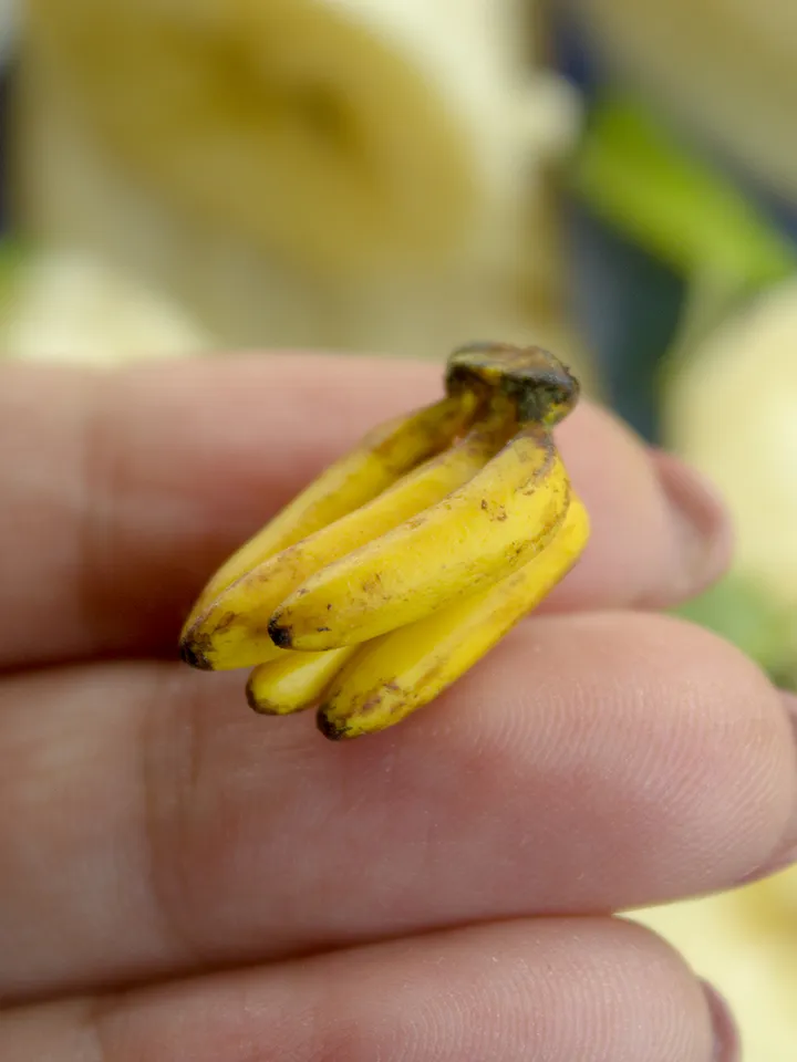 TUTORIAL Miniature banana cane with polymer clay