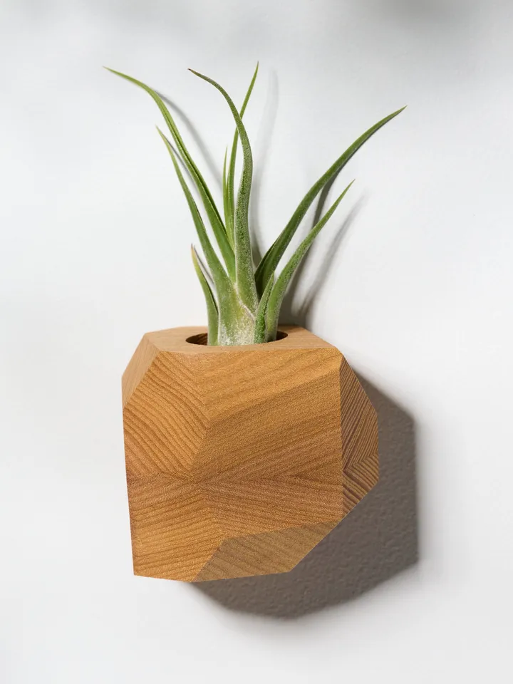 Set of 4 Elm Wood Air Plant Holder